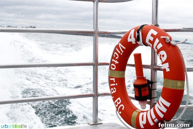 Whale Watching Adventures in Victoria 8 Life Preserver on Whale Watching Tour in Victoria, BC