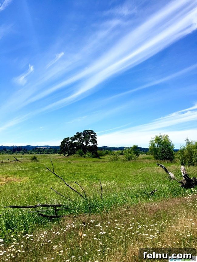 Tualatin River Wildlife Sanctuary 7 Vast open plains stretch towards a distant tree line under a clear sky at Tualatin River National Wildlife Refuge, conveying a sense of serene expanse.