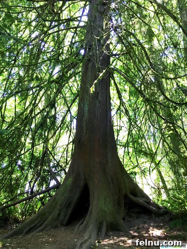 Tualatin River Wildlife Sanctuary 2 Tall, majestic trees stand guard over a serene path at Tualatin River National Wildlife Refuge, inviting visitors deeper into nature.