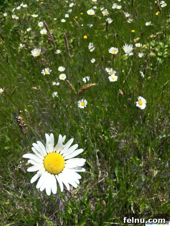 Tualatin River Wildlife Sanctuary 5 A solitary, perfect white daisy with a bright yellow center stands out against a soft, green background at the wildlife refuge.