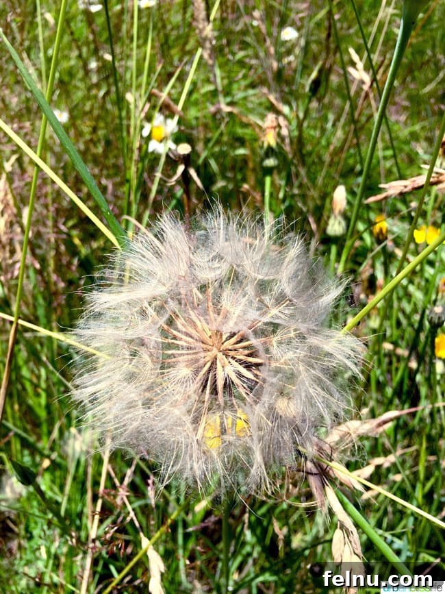 Tualatin River Wildlife Sanctuary 6 A beautiful, fully bloomed dandelion puff, perfectly round and white, ready to scatter its seeds in the breeze.