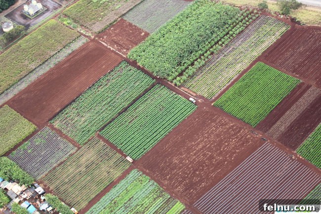Oahu Helicopter Tour: Doors-Off Thrills and Breathtaking Views 23 Dole Plantation Seen from Above: An Oahu Helicopter Tour Highlight