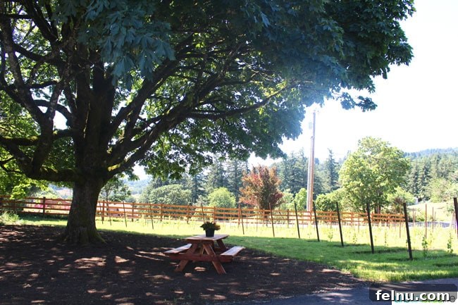 Hazelfern Cellars 7 Attendees enjoying Hazelfern Cellars wines under a large shade tree with vineyard views