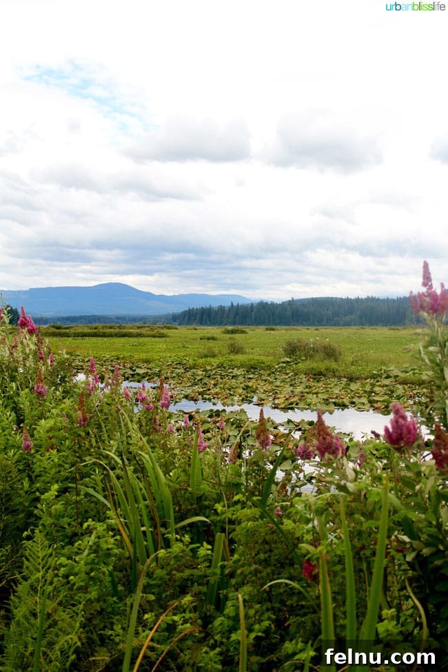 Mount Saint Helens Trails: Discovering Nature's Beauty