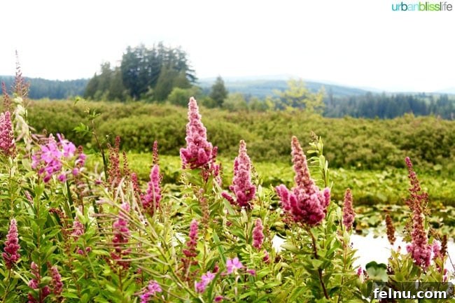 Saint Helens Hiking Trails: A Journey of Discovery