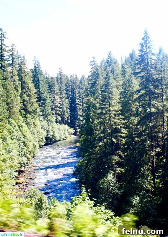 Sisters Saloon, Oregon: A Taste of the Wild West 3 Central Oregon forest and river views