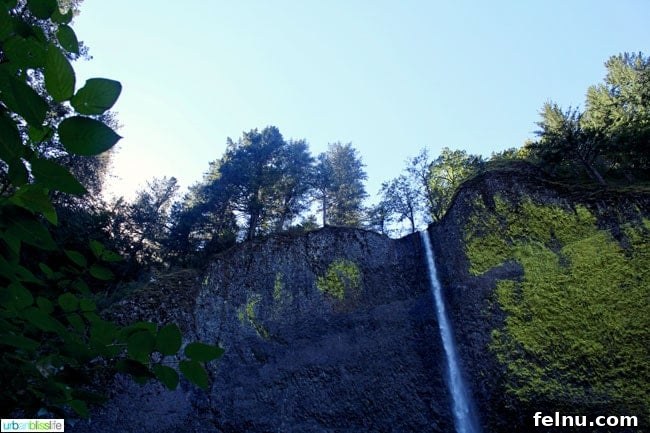 Latourell Falls Loop: Columbia Gorge Waterfall Jewel 2 Panoramic view of Latourell Falls in Columbia River Gorge, Oregon, showcasing its unique basalt columns