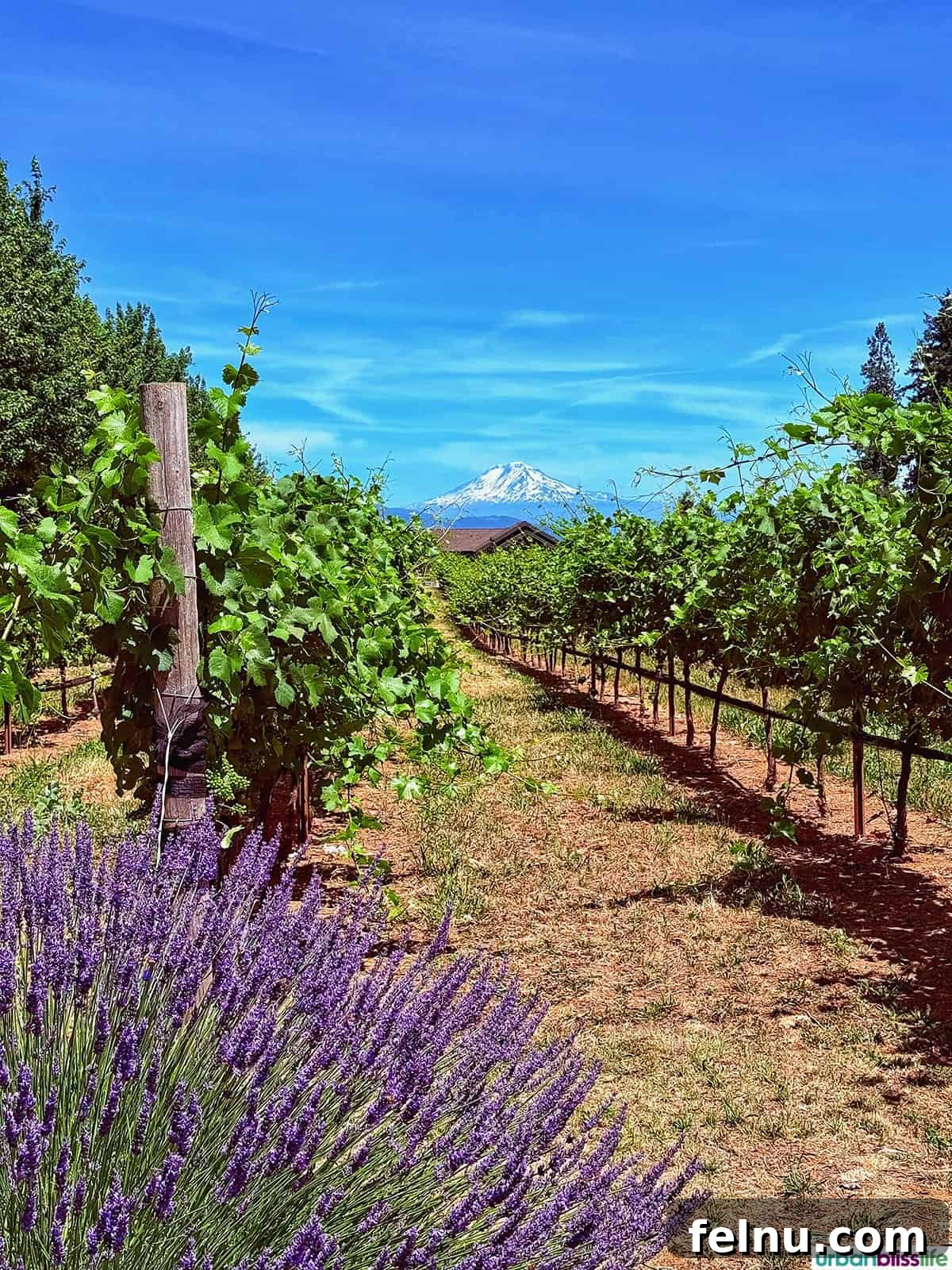 Hood River: Oregon's Adventure Capital 3 Mount Hood majestically rising in the background of a blooming lavender farm and a lush vineyard in Hood River, Oregon.