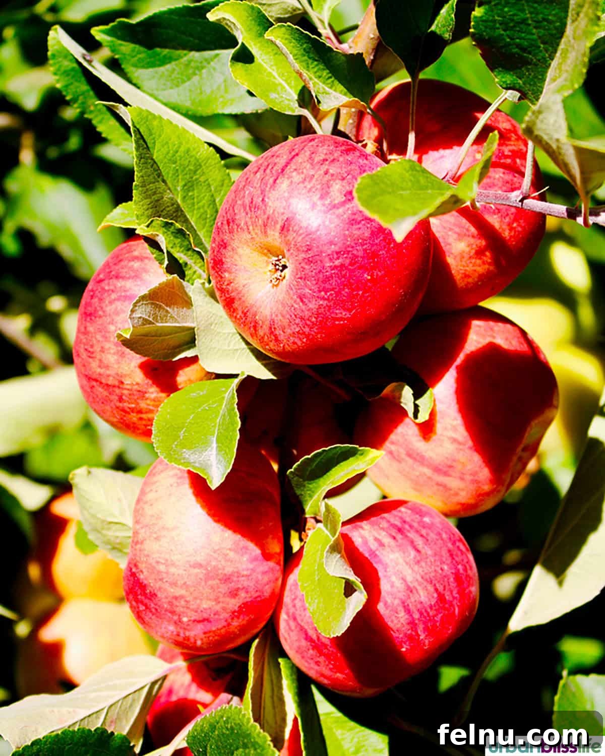 Hood River: Oregon's Adventure Capital 10 Lush apple trees at Kiyokawa Orchards, a picturesque sight on the Hood River Fruit Loop, ready for harvest.