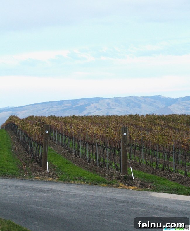 Basel Cellars (Kapalı) Defunct Wineries: Basel Cellars 3 Vineyards at Yellowhawk Resort Walla Walla