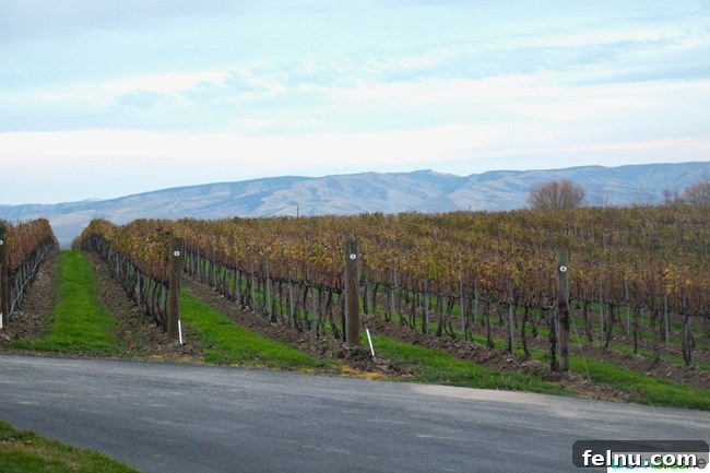 Basel Cellars (Kapalı) Defunct Wineries: Basel Cellars 23 Yellowhawk Vineyards