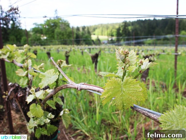 Sip Savor Explore Oregon Wine Month 11 Hawks-View-Cellars-Vines-Bud-Break-Growing-Spring