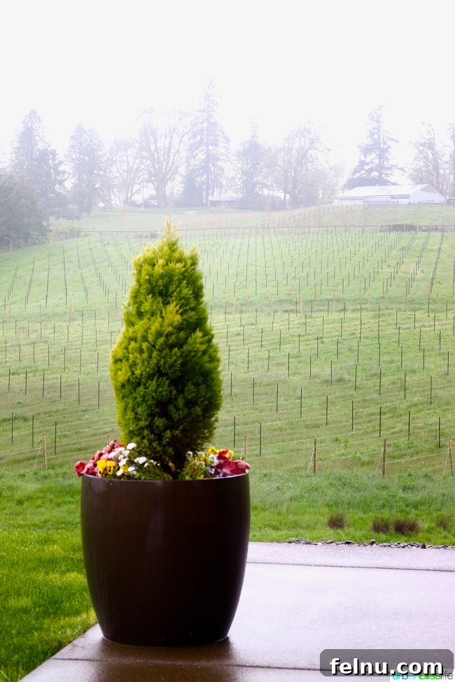 Divio Estate: A Taste of Burgundy in the Willamette Valley 7 Domaine Divio vineyard