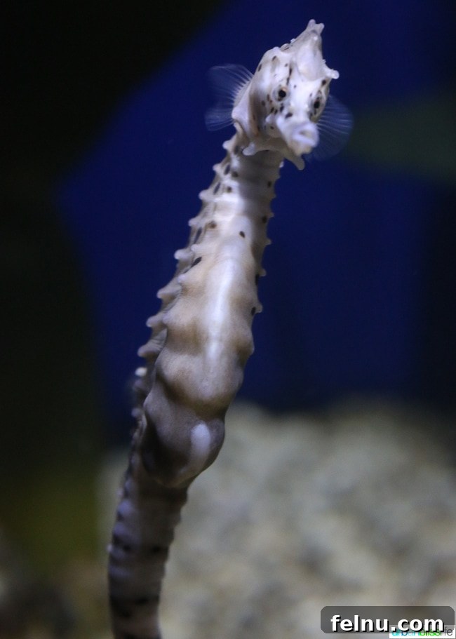 Family Discoveries at Audubon New Orleans 11 Delicate seahorses clinging to marine plants in their exhibit