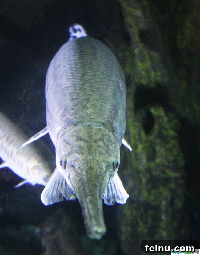 Family Discoveries at Audubon New Orleans 12 Unidentified fish with a distinct, elongated 'bill' in a fish exhibit