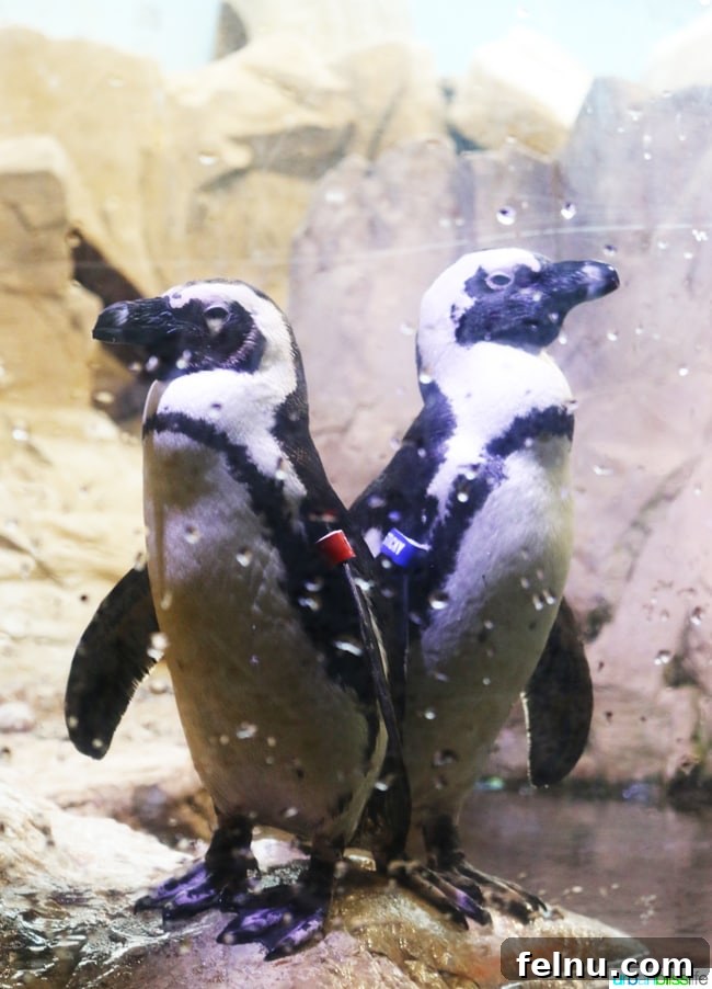 Family Discoveries at Audubon New Orleans 13 Playful penguins swimming and waddling in their enclosure