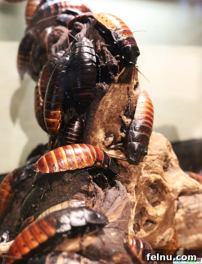 Family Discoveries at Audubon New Orleans 16 Diverse collection of insects displayed in an educational exhibit