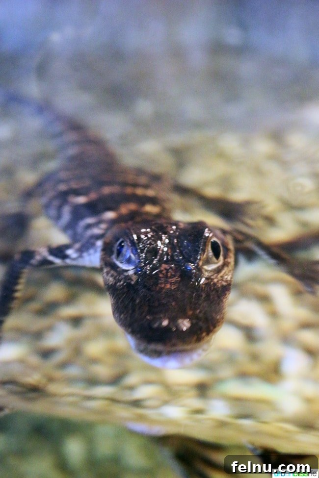 Family Discoveries at Audubon New Orleans 21 Close-up of a young alligator's face in the Louisiana Swamp exhibit