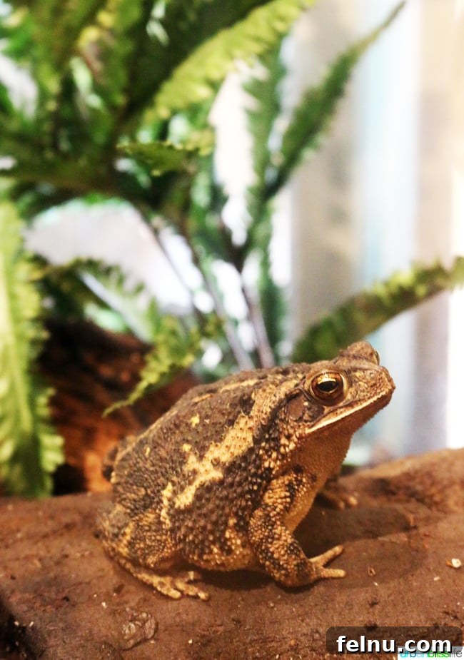 Family Discoveries at Audubon New Orleans 22 A large bullfrog resting calmly in its habitat