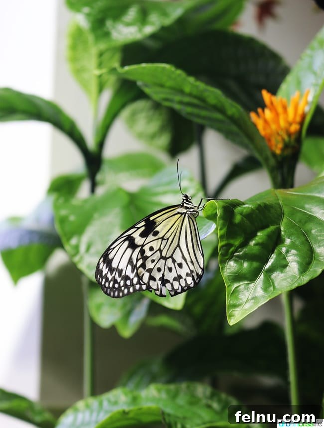 Family Discoveries at Audubon New Orleans 23 Colorful butterfly resting on a leaf inside the Butterfly Garden