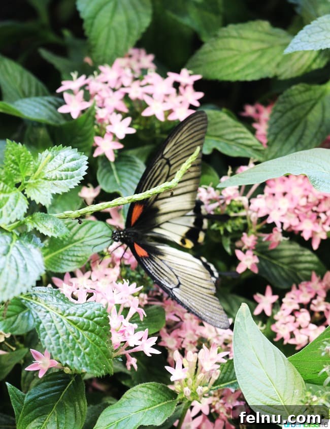 Family Discoveries at Audubon New Orleans 24 Two vibrant butterflies fluttering amidst lush greenery in the Butterfly Garden
