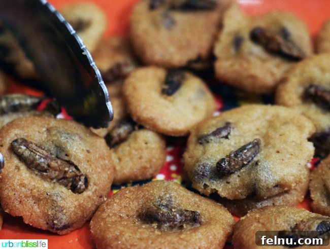 Family Discoveries at Audubon New Orleans 26 Cookies infused with crickets on display at the Bug Appetit Cafe