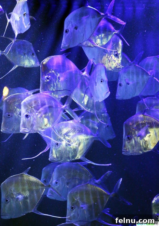 Family Discoveries at Audubon New Orleans 5 X-ray fish exhibit demonstrating transparency in aquatic life