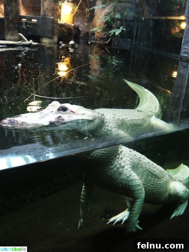 Family Discoveries at Audubon New Orleans 6 Rare white crocodile resting motionless in its habitat