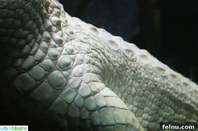 Family Discoveries at Audubon New Orleans 7 Close-up of the textured scales of a white crocodile