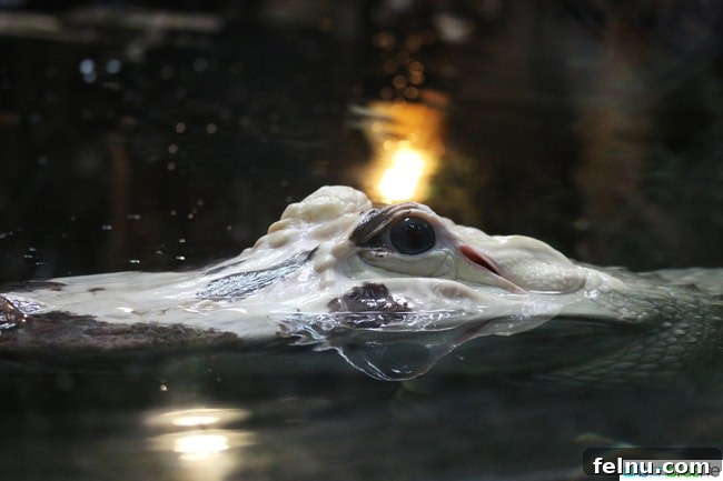 Family Discoveries at Audubon New Orleans 8 Intense, unblinking eye of a white crocodile watching its surroundings