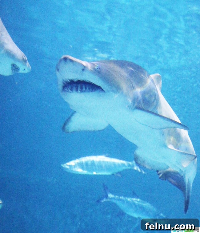 Family Discoveries at Audubon New Orleans 10 Sharks swimming gracefully in a large aquarium tank