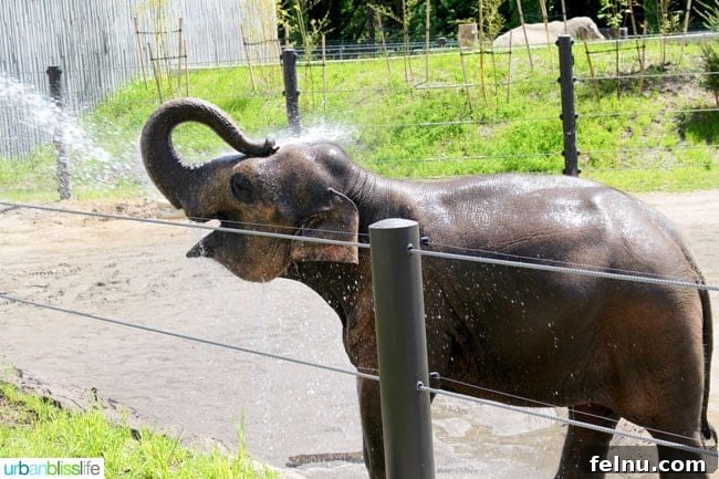 50 Unforgettable Kid-Friendly Adventures in Portland 14 The Oregon Zoo offers engaging and educational fun for kids of all ages! Travel tips on UrbanBlissLife.com