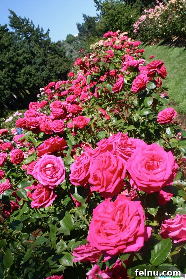 50 Unforgettable Kid-Friendly Adventures in Portland 16 50 Things to Do in Portland, Oregon With Kids: Rose Garden is shown.
