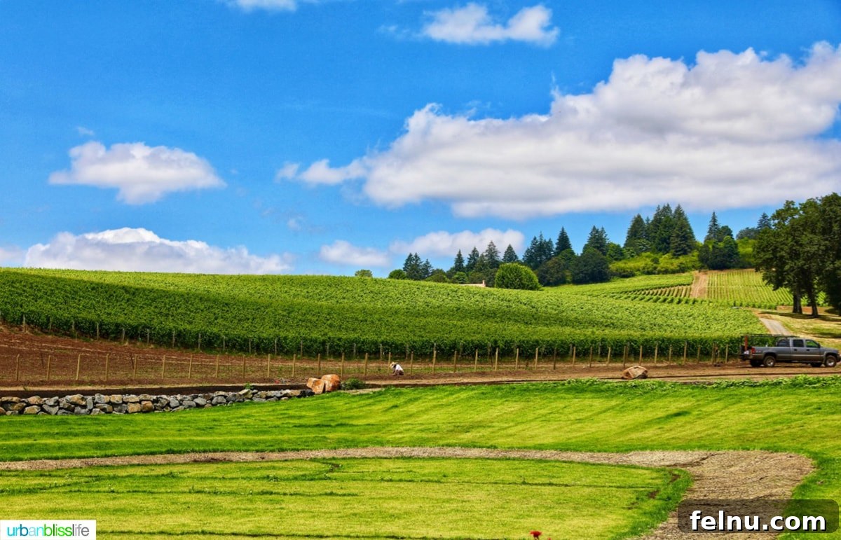 50 Unforgettable Kid-Friendly Adventures in Portland 19 Stoller Family Estate vineyards stretch out under a clear sky, inviting visitors to enjoy Oregon wine country.