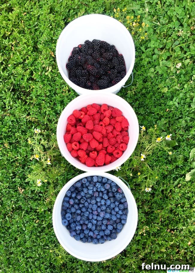 50 Unforgettable Kid-Friendly Adventures in Portland 25 Freshly picked summer berries, abundant in colorful buckets, await enjoyment at a U-Pick farm.