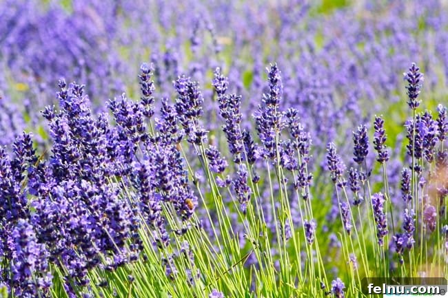 50 Unforgettable Kid-Friendly Adventures in Portland 26 Things to do in Portland with Kids: A scenic lavender farm is pictured.