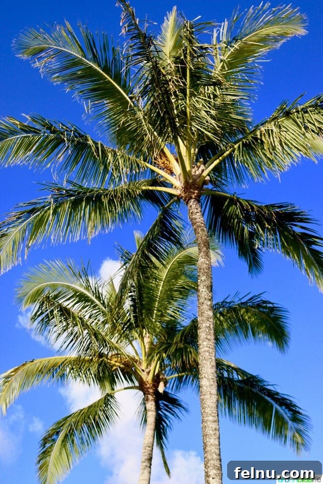 Where to Stay in Kauai: A Luxurious Escape at The Westin Princeville 18 Palm Tree Silhouetted Against the Sky in Kauai