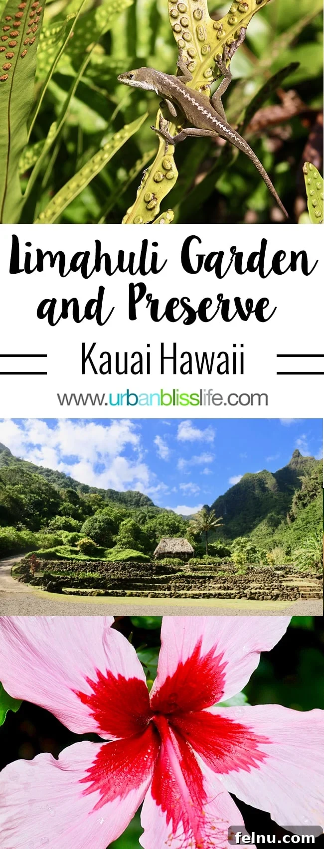 Kauai's Limahuli Garden & Preserve: A Nature Lover's Paradise 2 Limahuli Garden and Preserve: A Top Kauai Attraction