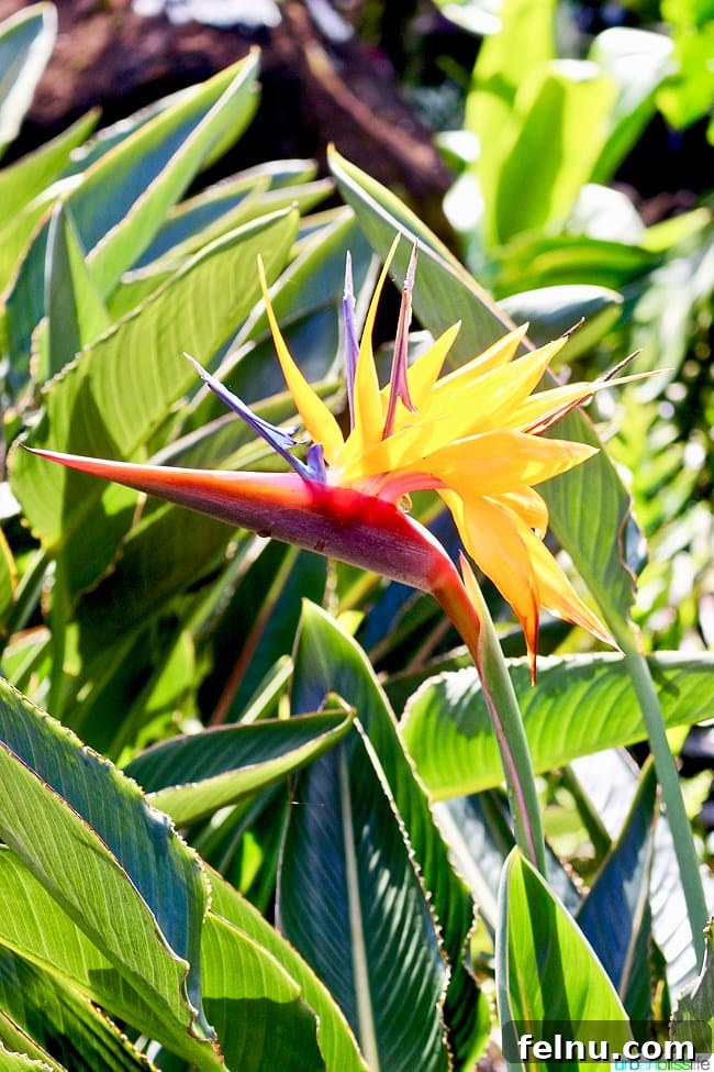 Kauai's Limahuli Garden & Preserve: A Nature Lover's Paradise 11 Bird of Paradise Flower at Limahuli Garden and Preserve