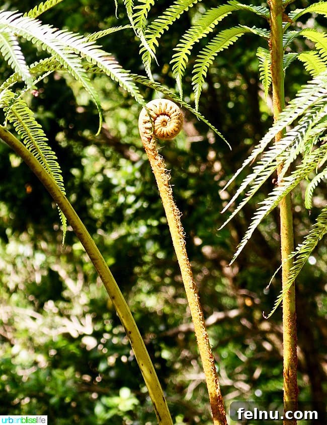Kauai's Limahuli Garden & Preserve: A Nature Lover's Paradise 13 Fiddleheads at Limahuli Garden and Preserve