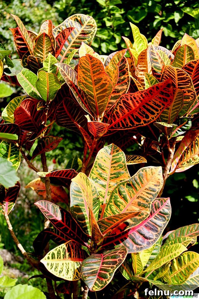 Kauai's Limahuli Garden & Preserve: A Nature Lover's Paradise 14 Red Leaves at Limahuli Garden and Preserve