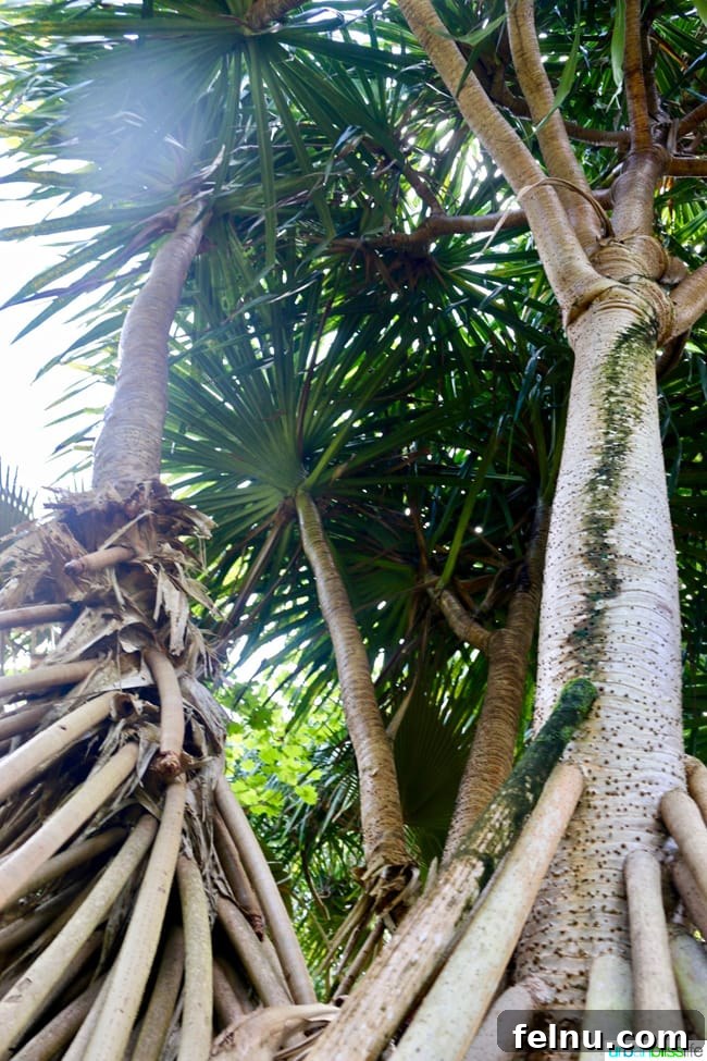 Kauai's Limahuli Garden & Preserve: A Nature Lover's Paradise 15 Large Trees at Limahuli Garden and Preserve