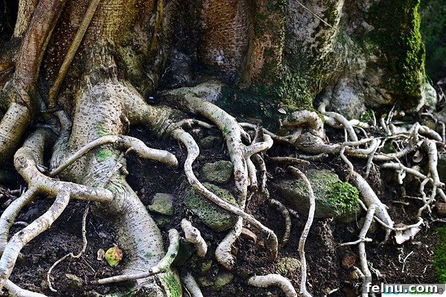 Kauai's Limahuli Garden & Preserve: A Nature Lover's Paradise 16 Tree Roots at Limahuli Garden and Preserve