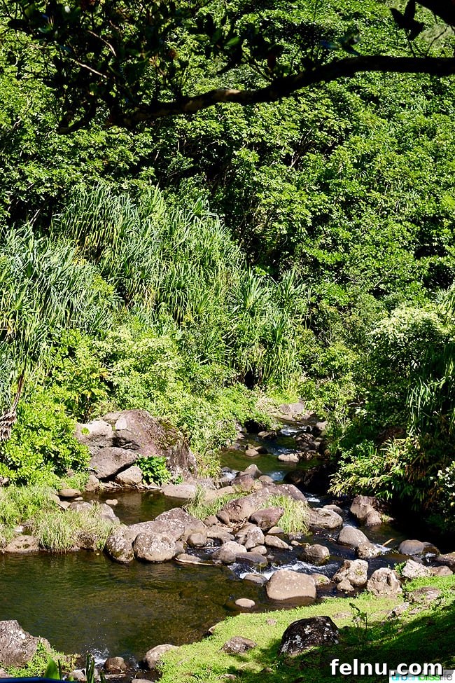 Kauai's Limahuli Garden & Preserve: A Nature Lover's Paradise 17 Stream at Limahuli Garden and Preserve