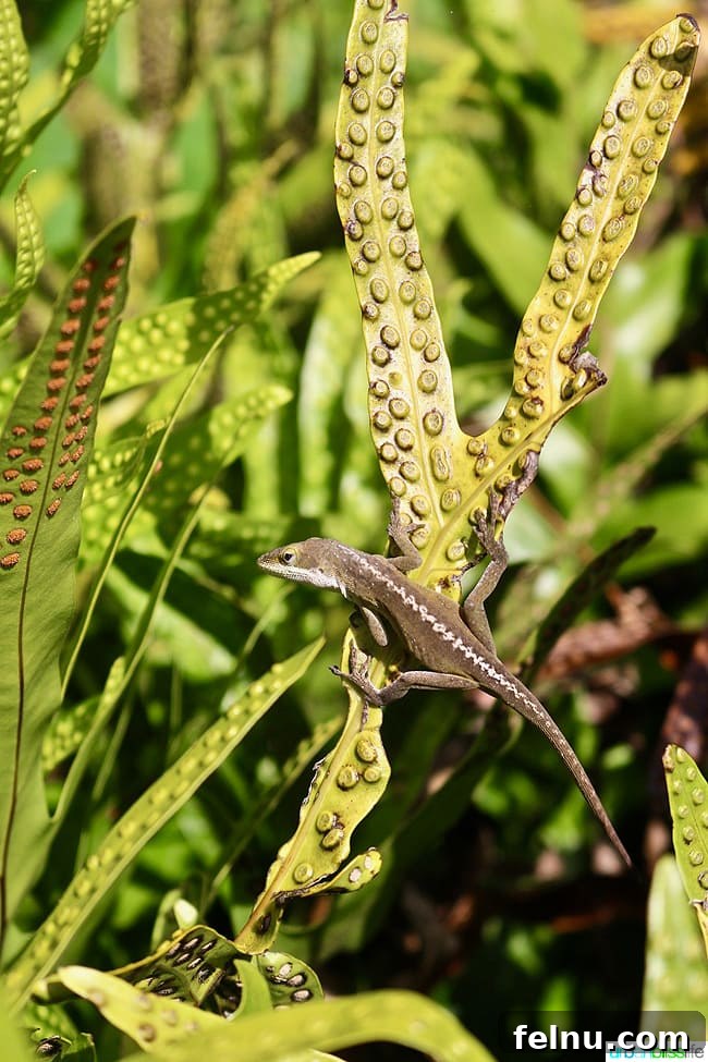 Kauai's Limahuli Garden & Preserve: A Nature Lover's Paradise 6 Lizard Resting on a Leaf in Limahuli Garden and Preserve