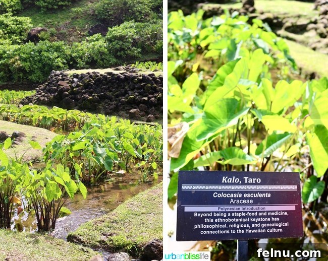 Kauai's Limahuli Garden & Preserve: A Nature Lover's Paradise 7 Taro Plants at Limahuli Garden and Preserve
