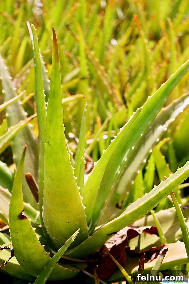 Kauai's Limahuli Garden & Preserve: A Nature Lover's Paradise 8 Aloe Plants at Limahuli Garden and Preserve