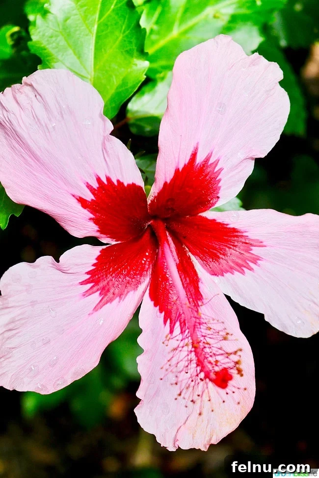 Kauai's Limahuli Garden & Preserve: A Nature Lover's Paradise 9 Pink Hawaiian Flower at Limahuli Garden and Preserve