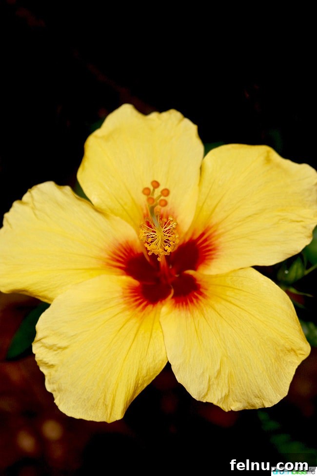 Kauai's Limahuli Garden & Preserve: A Nature Lover's Paradise 10 Yellow Flower at Limahuli Garden and Preserve
