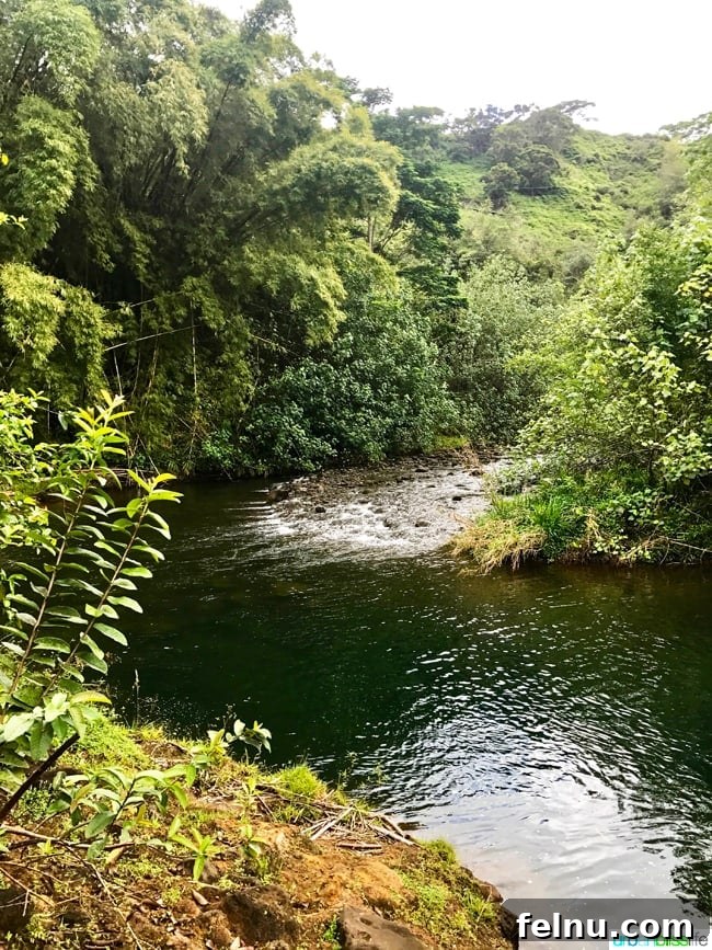 Dive Soar Paddle Kauai's Ultimate Adventure 12 Ziplining in Kauai Hawaii - river views from above the canopy